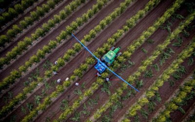 Life Resilience gestiona de manera eficiente las hectáreas de olivar con riego deficitario controlado