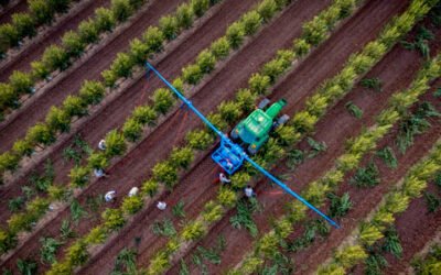 Life Resilience gestiona de manera eficiente las hectáreas de olivar con riego deficitario controlado