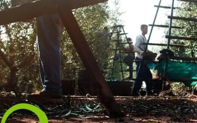 La superficie cultivada de #olivar #ecológico en #España aumentó un 6,4% en 2020. Por Comunidades, destacan #Andalucía (88.691 ha.), seguida de #CastillaLaMancha. 
#somosbio #somosecológicos #somosmanzanillaolive
#manzanillaolive
https://www.mercacei.com/noticia/54992/actualidad/la-superficie-cultivada-de-olivar-ecologico-en-espana-aumento-un-64-en-2020.html