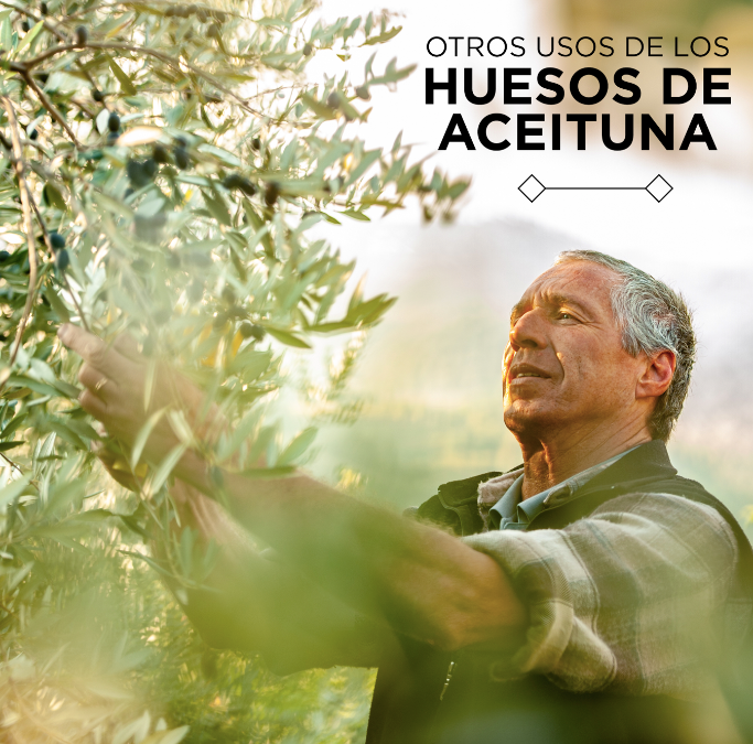 RT by @ManzanillaOlive: ¿Sabías que los huesos sirven para elaborar harina? Esta tiene un alto contenido de proteínas, fibra y Omega-3. 
¿Has probado este alimento alguna vez? ?
#aceitunas #gastronomia #gastronomiaespañola #alimentacion #aceitunasnegras #aceitunasverdes #comida