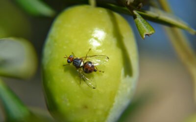 Control y tratamiento contra la plaga de la mosca del olivo en Sierra Mágina