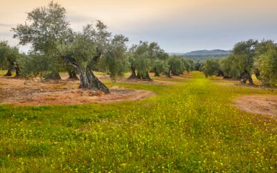 El olivar mantiene su liderazgo como cultivo ecológico en España