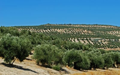 El futuro del olivar jiennense ante un entorno global competitivo