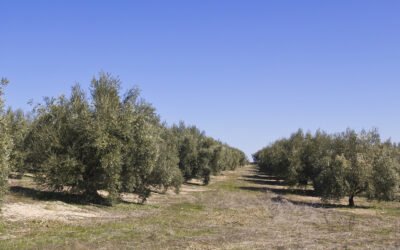 ATPIOlivar reclama el impulso de la producción integrada en la futura PAC