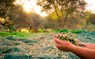 La UNIA lanza la tercera edición del curso de experto en gestión de subproductos del olivar