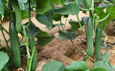 Tintero, el nuevo pepino largo para ciclo temprano de Basf