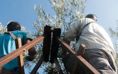 Andalucía rechaza la propuesta nacional para la PAC planteada por el MAPA
