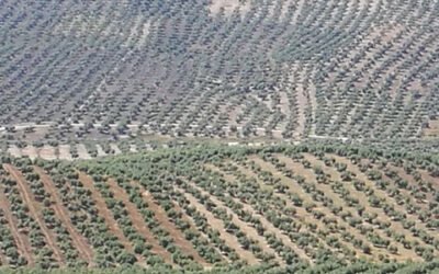 UPA-Andalucía defiende un Plan Estratégico Nacional que apueste por un reparto más justo y social de las ayudas de la PAC
