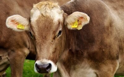 Cooperativas denuncia que el sector productor de vacuno de carne atraviesa una situación insostenible