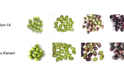 Identifican genes implicados en la calidad y duración del aceite de oliva