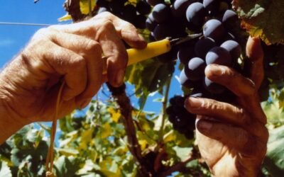 Vendimia 2021: Unión de Uniones solicita medidas por los bajos precios de la uva