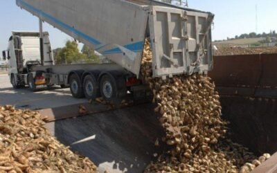 Azucarera cierra la campaña remolachera del Sur con 456.181 t y una elevada riqueza sacárica en raíz