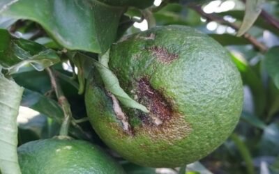 Diversos cultivos agrícolas del Nordeste y Este peninsular afectados por las tormentas de pedrisco del pasado fin de semana