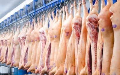 El número de industrias de porcino en zonas rurales de la Comunidad Valenciana aumenta un 30% en diez años
