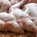 FEUGA participa en el proyecto europeo GEroNIMO, centrado en lograr la sostenibilidad en la cría de aves y cerdos