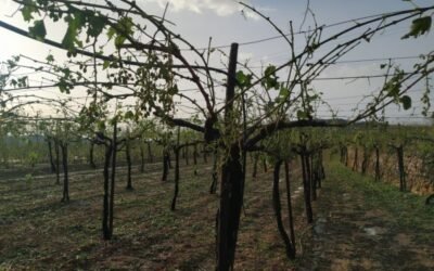 Las indemnizaciones del seguro agrario por siniestros superaban ya los 500 M€ a 31 de julio