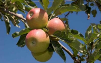 Cooperativas Agro-alimentarias prevé un incremento del 28% en la cosecha española de manzana
