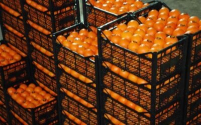 Casi 500 alertas en un año por productos hortofrutícolas procedentes de Turquía con residuos de fitosanitarios