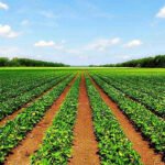 Debate de la PAC: Nuevas críticas porque la producción ecológica se queda sin el apoyo de los ecoesquemas