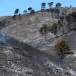 ENTREVISTA: Jordi Vendrell (Fundación Pau Costa): «Repoblar la España Vaciada reduciría los grandes fuegos forestales»