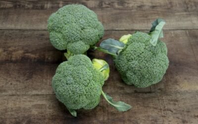 Sakata revoluciona el cultivo del brócoli para el invierno con Ulysses