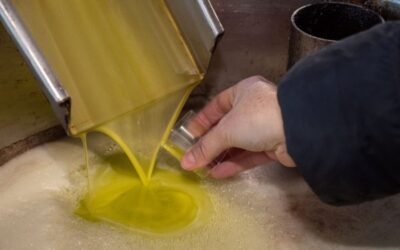 El Gobierno aprueba el RD que regula la norma de calidad comercial del aceite de oliva y del orujo de oliva