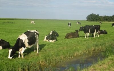 El importe medio nacional declarado por la leche cruda de vaca volvió a bajar en junio