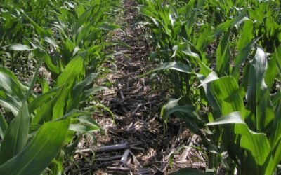 Diversos estudios confiman el potencial mitigador de la agricultura de conservación frente al cambio climático