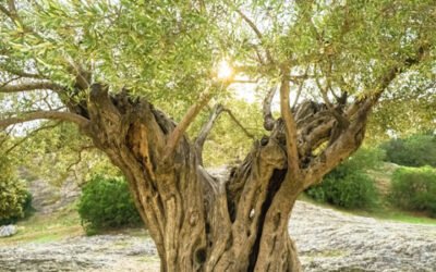 El COI y el Ciheam organizan un curso sobre olivicultura y cambio climático