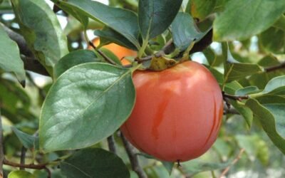 La expansión del cotonet amenaza el cultivo del caqui en la Comunidad Valenciana