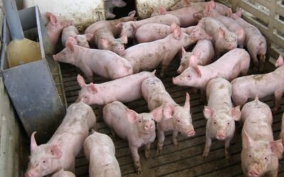 La CE autoriza el uso de proteína animal, incluidos insectos, en la elaboración de piensos para no rumiantes