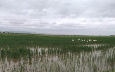 Los productores de arroz de La Albufera denuncian destrozos provocados por los flamencos