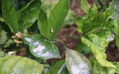 Estrategias de manejo químico de Trioza erytreae en el cultivo de los cítricos