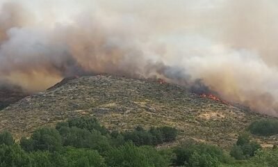Incendio: La Diputación de Ávila coordina las ayudas entre ganaderos afectados y donantes de alimentos para el ganado