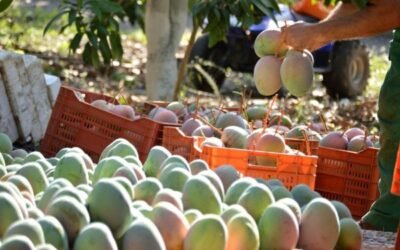 Los productores malagueños de mango preven una buena campaña