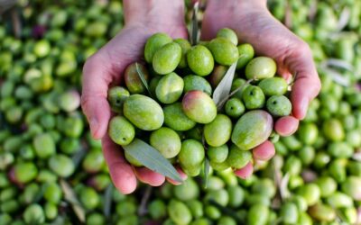 Hoy da comienzo la nueva #campaña del #verdeo 2021 en nuestra #cooperativa. El #verdeo de la #aceituna es una #labor agrícola de las zonas #olivareras de España. Su nombre viene dado porque se trata de la recolección de la #aceitunaverde. 
#olives #aceitunas #manzanillaolive