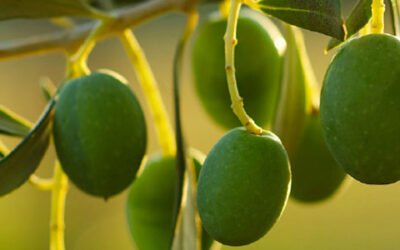 Jaén acogerá en diciembre el 3RD International Yale Symposium on Olive Oil & Health