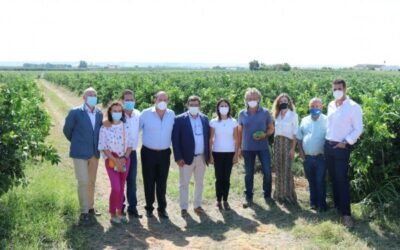 Andalucía producirá más de 2,4 millones de toneladas de cítricos en la campaña 2021/22