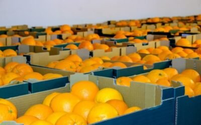 La Unió detecta por tercer año consecutivo materias activas de pesticidas prohibidas en la UE en cítricos de Sudáfrica