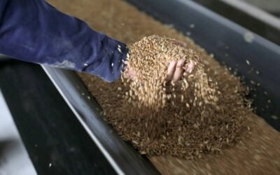 Cooperativas prevé la importación de 12,8 Mt para atender la demanda interna de cereales en 2021/22