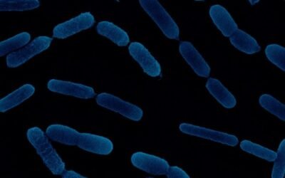 Atens descubre dos bacterias que desbloquean el fósforo del suelo