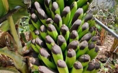 Las indemnizaciones del seguro agrario por siniestros se elevaron a 552,24 M€ hasta finales de agosto