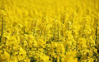 Grupo Fertiberia recomienda el uso de su línea de fertilizantes SulfActive para el cultivo de la colza