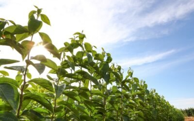 Viveros Hernandorena mostrará en Fruit Attraction la nueva variedad de kaki Ribera Sun