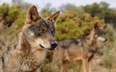 El BOE publica la Orden que incluye al lobo ibérico en el LESPRE en contra del sector ganadero y las CC.AA. «loberas»