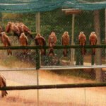 Liberados 21 milanos reales en Jaén para favorecer la recuperación de la especie en Andalucía
