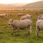 Señalan a los europarlamentarios que votaron a favor de un endurecimiento del uso de antibióticos en animales sólo por ideología