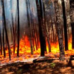 La Junta urge a la extracción de madera quemada en el incendio de Ávila para evitar la proliferación de plagas