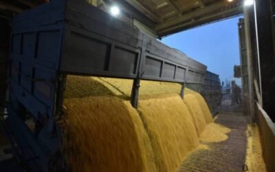 El CIC eleva la producción mundial de maíz hasta un récord de 1.209 Mt en 2021/22