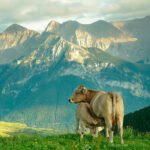 El sector del Vacuno de Carne refuerza sus compromisos con el consumidor y el medio ambiente